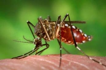 Aumenta número de casos autóctones de dengue no Estado