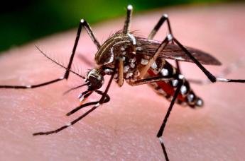 Boletim mostra mais cinco municípios com casos de dengue