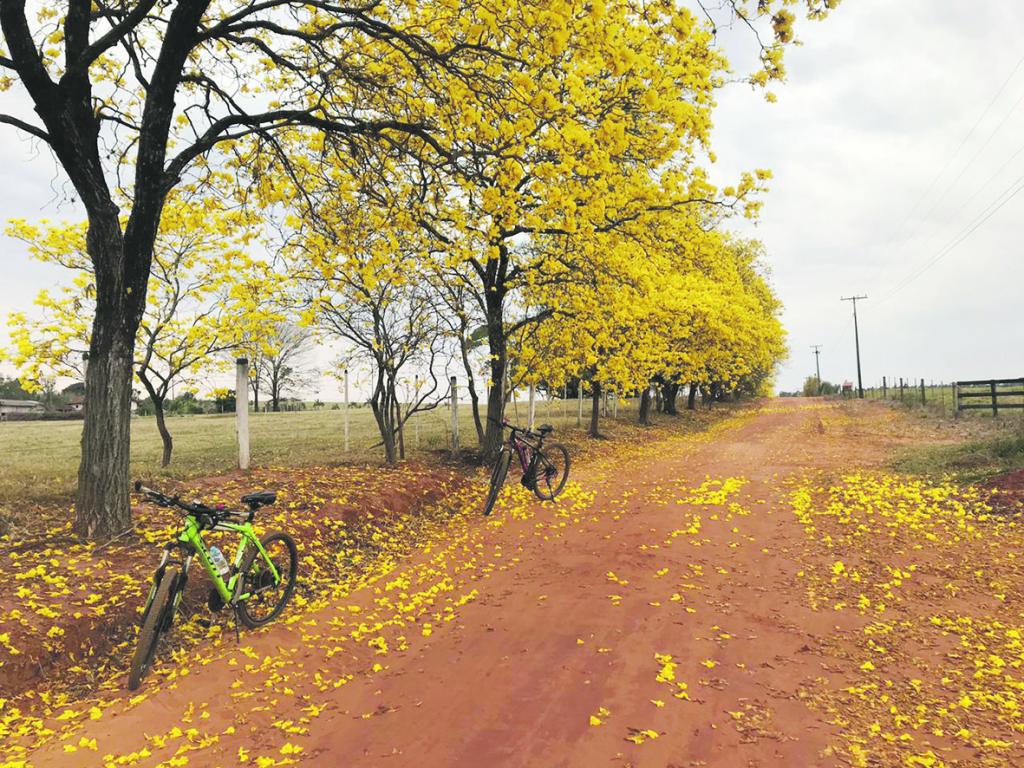 Florada dos Ipês embeleza a estrada que liga Maristela a Nova Esperança