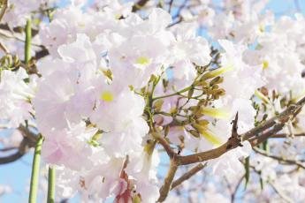 Ipês-brancos floridos embelezam a paisagem e cenário encanta moradores