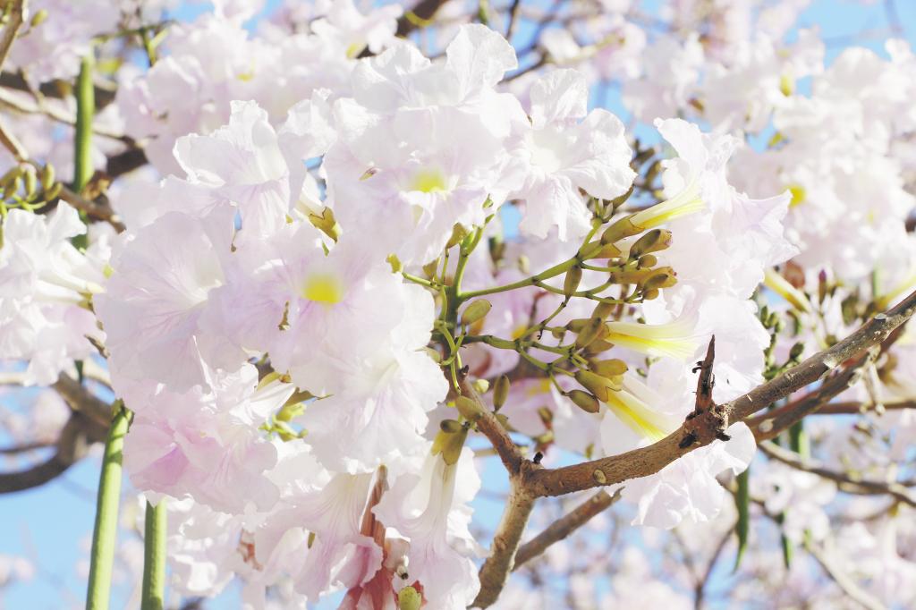 Ipês-brancos floridos embelezam a paisagem e cenário encanta moradores
