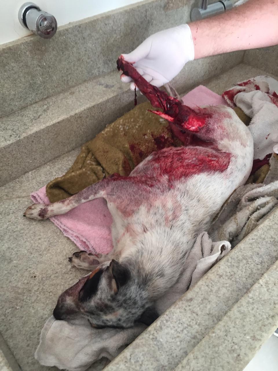 Maus tratos e negligência no cuidado com animais rendem multas com valores...