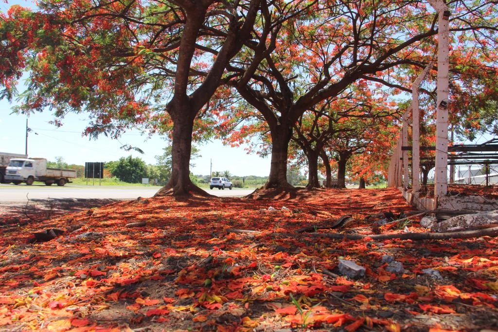 Florada dos Flamboyants encanta quem trafega pela BR-376