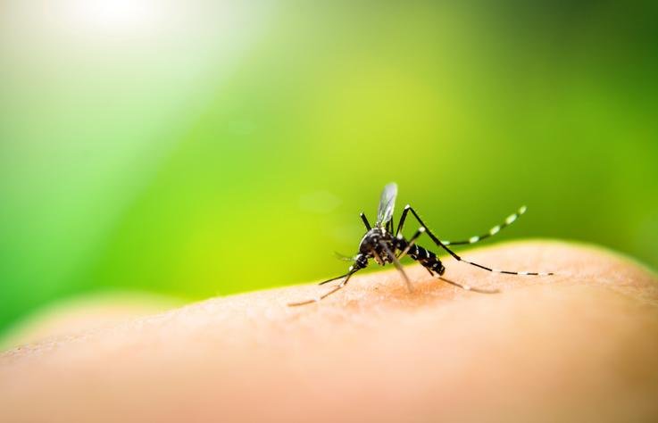 https://jornalnoroeste.com/uploads/images/2019/11/parana-registra-104-novos-casos-de-dengue-em-uma-semana-bg-1387-64858.jpg