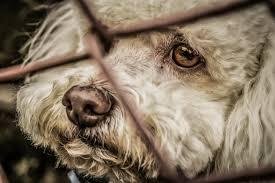 Comissão analisa projeto que aumenta pena para maus-tratos a animais