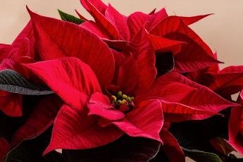 Natal com flores: Especialista dá dicas para criar arranjos especiais...