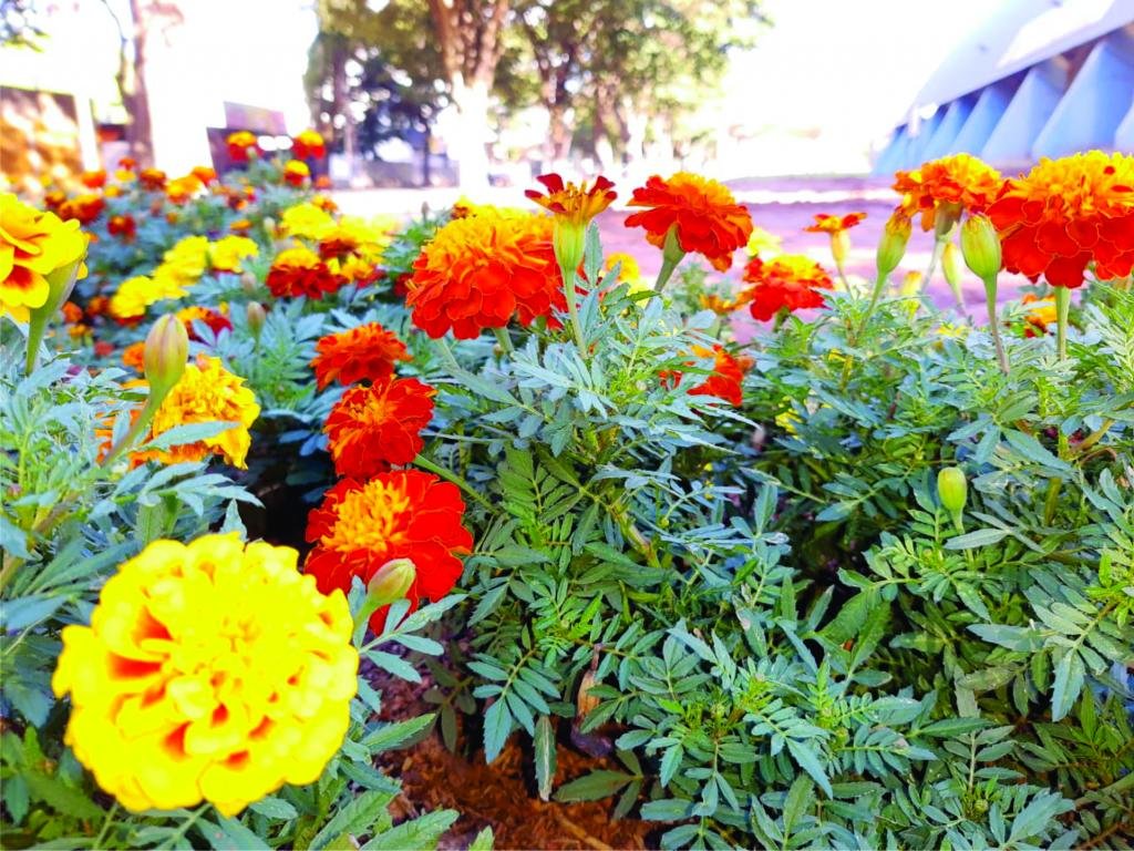 Jornal Noroeste - Canteiros de flores em locais públicos se multiplicam  pela cidade e deixam um colorido especial