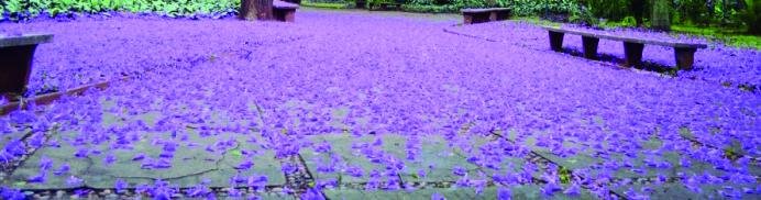 Belíssimo tapete roxo formado pelas flores de Ipê encanta moradores