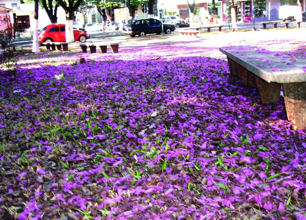 https://jornalnoroeste.com/uploads/images/2020/05/belissimo-tapete-roxo-formado-pelas-flores-de-ipe-encanta-moradores-bg-2059-bf80f.jpg