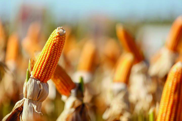 Inverno mais seco não assusta agrônomos do noroeste