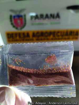 Sementes misteriosas, aparentemente enviadas da China, são recebidas de forma gratuita por...