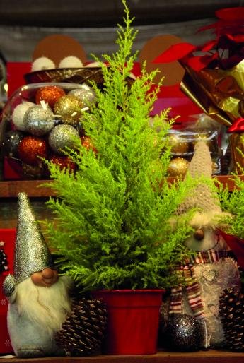 Mais natureza e menos plástico: árvore de Natal natural é...
