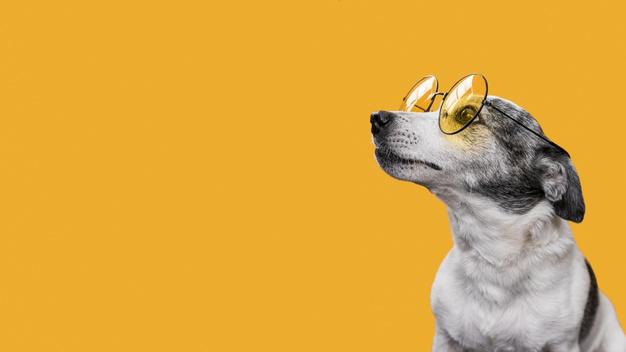 https://jornalnoroeste.com/uploads/images/2020/12/animais-de-estimacao-cachorros-entendem-seus-donos-diz-pesquisa-bg-3042-837e1.jpg