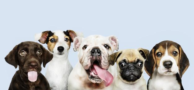 https://jornalnoroeste.com/uploads/images/2020/12/animais-de-estimacao-cachorros-entendem-seus-donos-diz-pesquisa-bg-3042-928c9.jpg