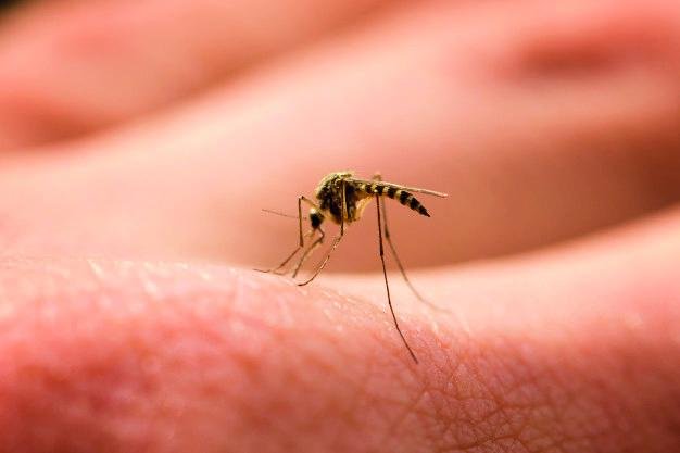Verão exige atenção da população na prevenção da dengue