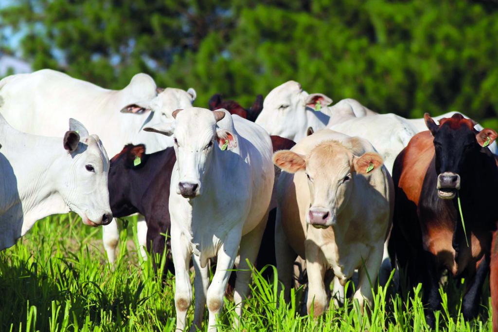 Paraná atua para ampliar espaço no mercado mundial de carnes
