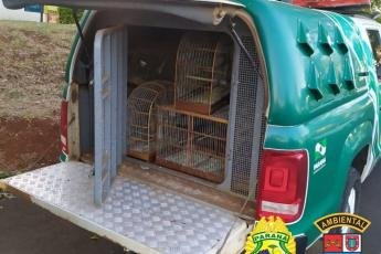 Batalhão Ambiental resgata 116 pássaros em cativeiro ilegal