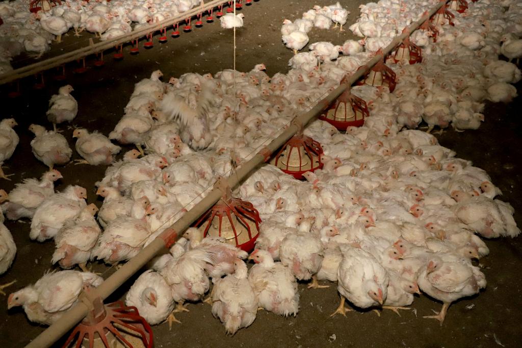 https://jornalnoroeste.com/uploads/images/2021/07/toledo-e-carro-chefe-do-sucesso-da-producao-de-carne-de-frango-no-parana-bg-4179-37b9d.jpg