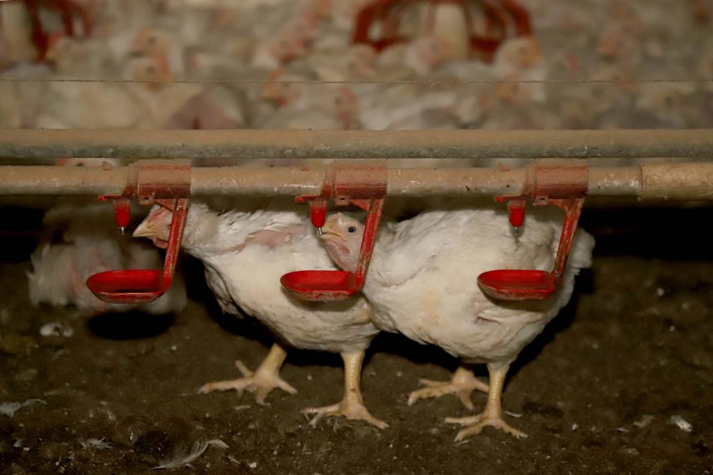 https://jornalnoroeste.com/uploads/images/2021/07/toledo-e-carro-chefe-do-sucesso-da-producao-de-carne-de-frango-no-parana-bg-4179-67788.jpg