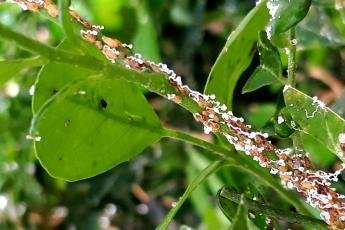 Com vespinhas, IDR-Paraná ajuda a controlar doença que afeta plantios...