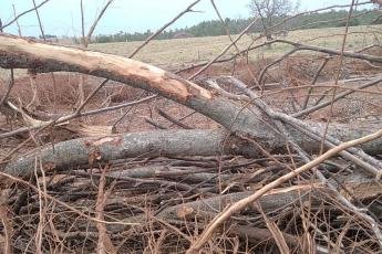 IAT emite R$ 80 mil em multas por desmatamento ilegal...
