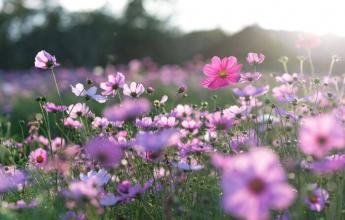 Primavera: saiba quais são as doenças e alergias mais comuns...