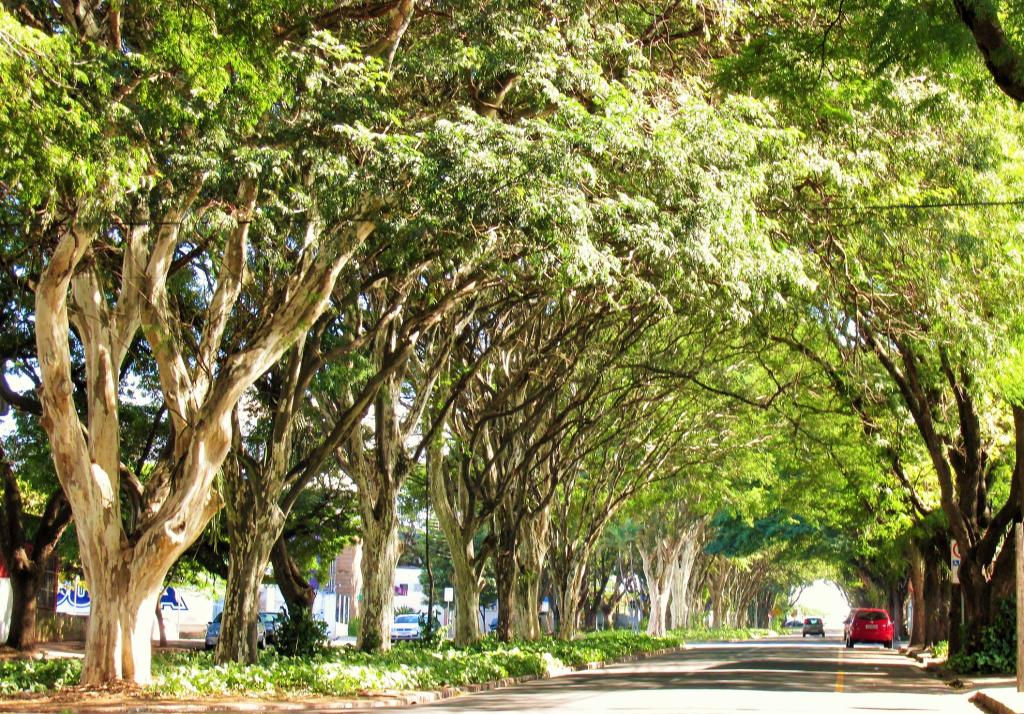Plantio de árvores: espécies inadequadas interferem na infraestrutura do município