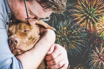 Fogos de artifício: veterinária explica como proteger seu pet do...