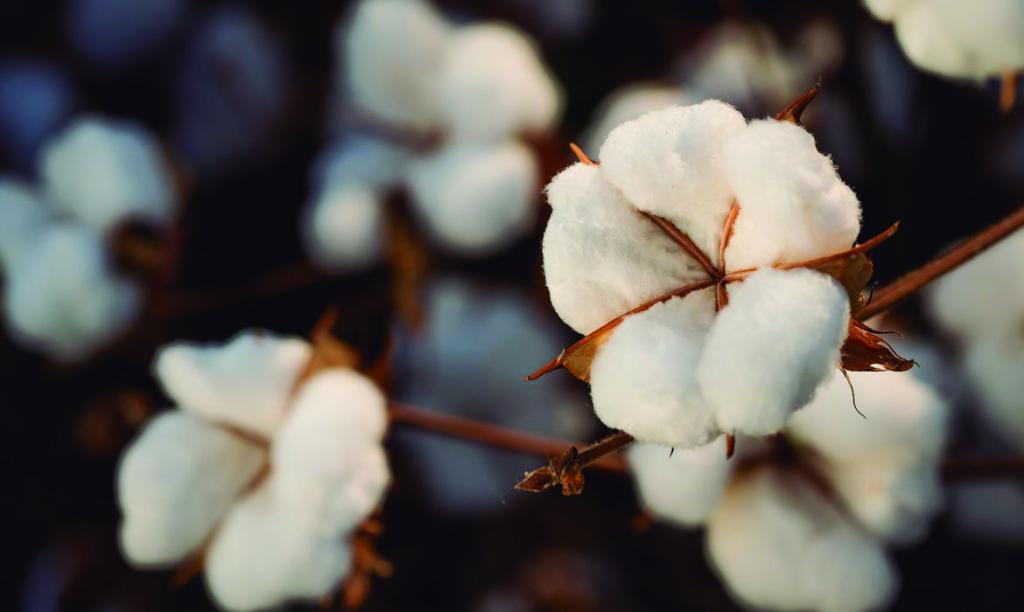 IBGE prevê aumento de 10% na safra de grãos em 2022 no...