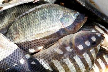 Paraná aumenta produção de peixes em 9,3% e mantém liderança...