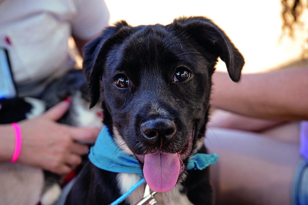 Chegada do Outono alerta tutores de pets para a prevenção de doenças...