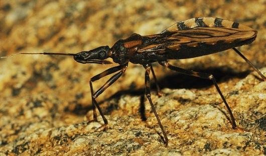 Doença de Chagas: informação é a melhor forma de erradicação