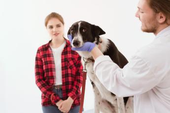 Medicina veterinária brasileira súplica por um olhar mais atento para...