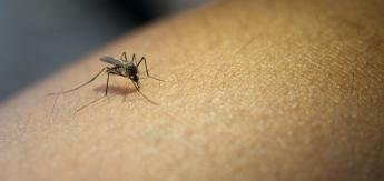 Dengue: confira dicas para evitar a proliferação da doença