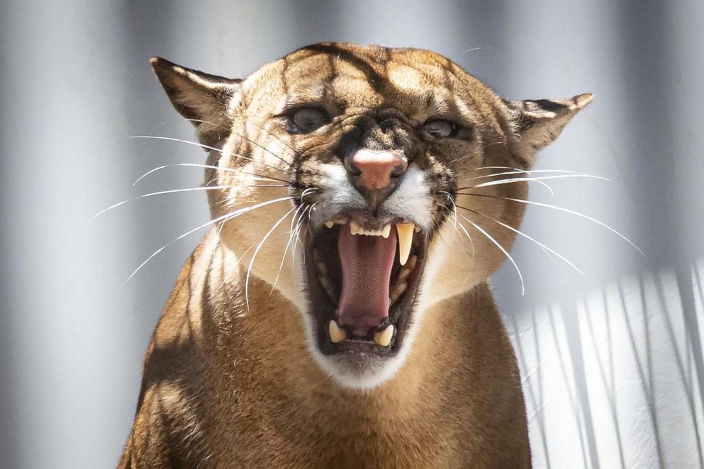 Paraná integra campanha nacional para prevenir atropelamentos de animais silvestres nas rodovias