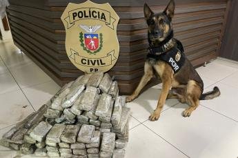 Ações com cães policiais da PCPR apreenderam 10,3 toneladas de...