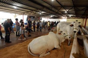 Expoingá 2023: dezessete raças de bovinos vão desfilar pelos pavilhões...