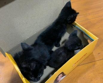Crueldade em meio à ternura: quatro gatinhos são abandonados em...