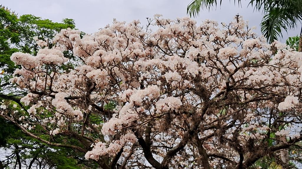 https://jornalnoroeste.com/uploads/images/2023/08/nova-esperanca-se-veste-de-branco-e-amarelo-com-a-deslumbrante-florada-dos-ipes-bg-9212-67cc9.jpg