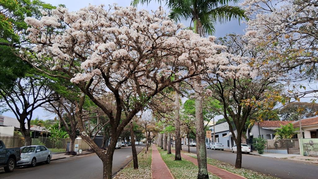 https://jornalnoroeste.com/uploads/images/2023/08/nova-esperanca-se-veste-de-branco-e-amarelo-com-a-deslumbrante-florada-dos-ipes-bg-9212-c7d5f.jpg