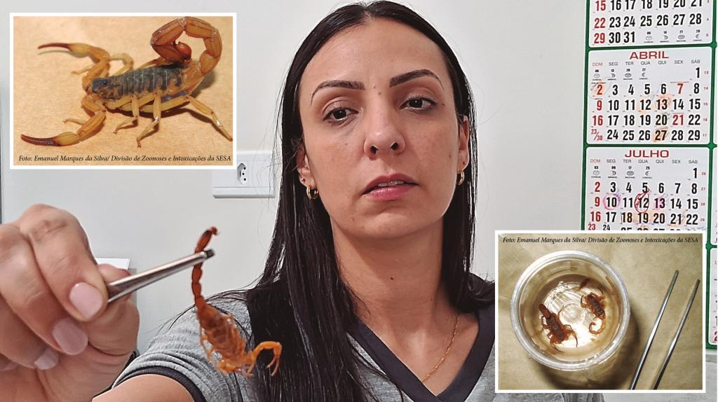 Onda crescente no aparecimento de escorpiões preocupa e requer medidas preventivas