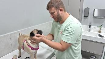 Cuidados especiais com animais de estimação no verão: Médico veterinário...