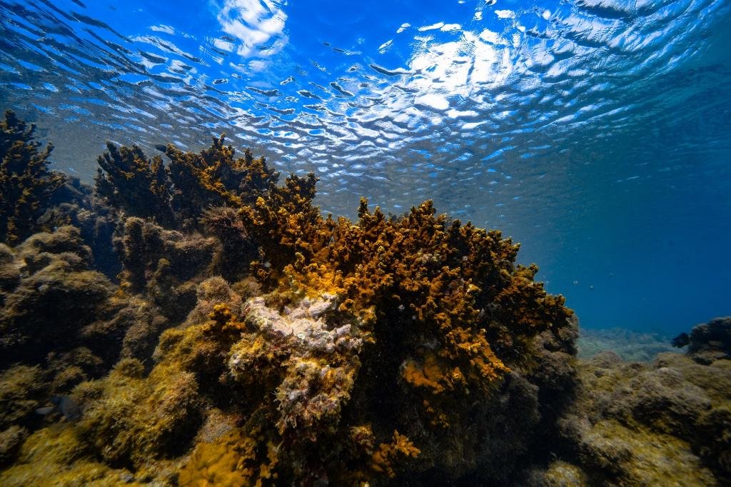 Nova epidemia de branqueamento ameaça sobrevivência de recifes de corais