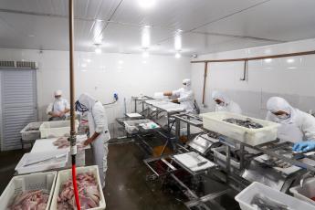 Com tilápia em alta, exportação paranaense de pescados cresceu 20%...