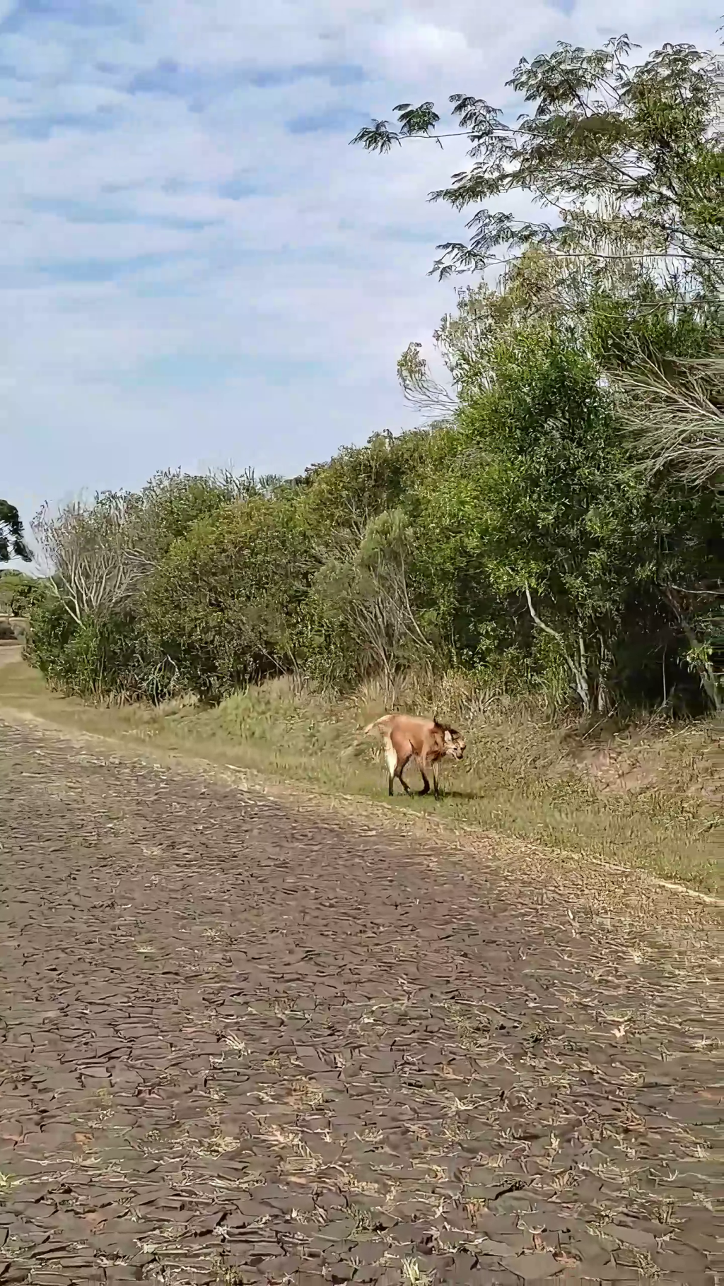 Visitante ilustre: Lobo-guará é flagrado próximo à portaria do Parque Estadual de...