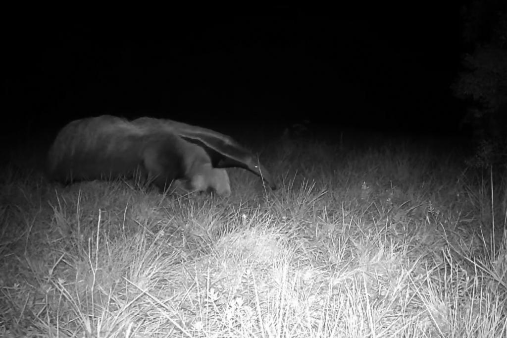 Animais ameaçados de extinção voltam a frequentar o Parque Estadual de Vila...