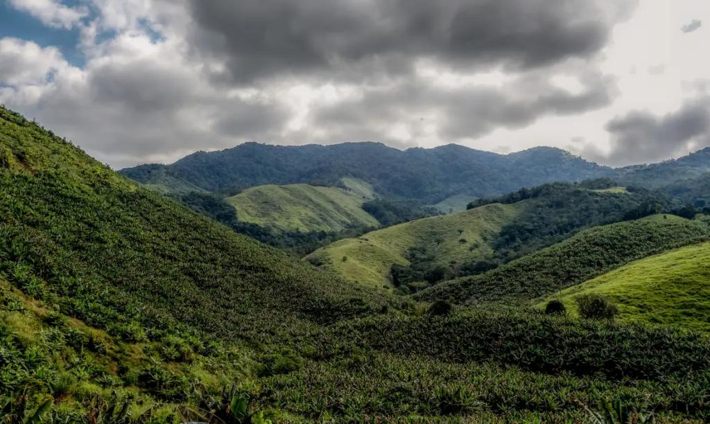 Operação contra o desmatamento da Mata Atlântica começa em 17...