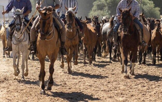 Passaporte Equestre: Paraná inova com novo sistema de emissão de GTA para...