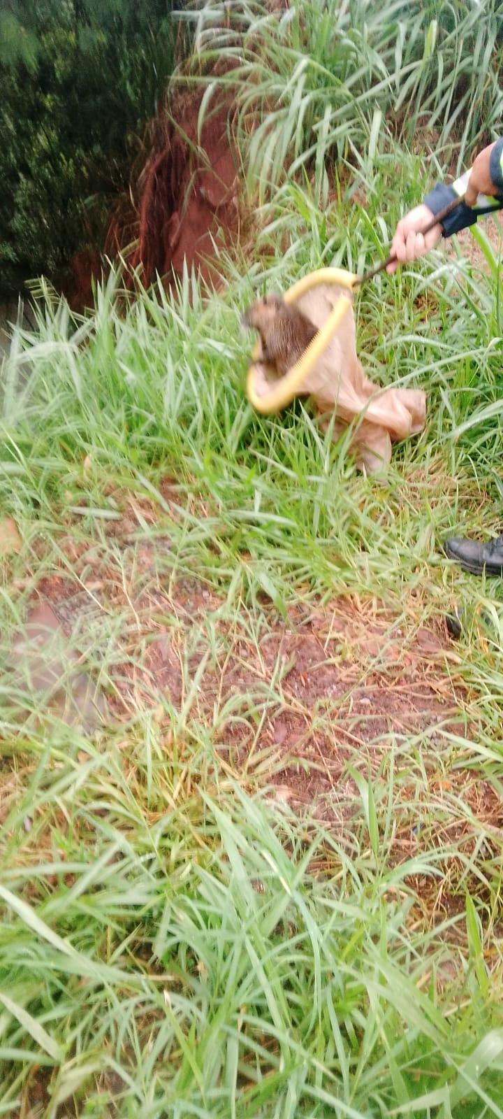 https://jornalnoroeste.com/uploads/images/2024/12/defesa-civil-captura-animal-silvestre-em-via-publica-de-nova-esperanca-e-solta-no-jardim-botanico-bg-12924-497d5.jpeg