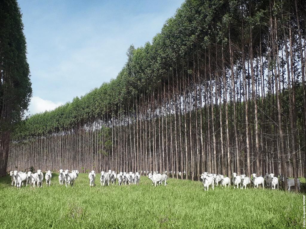 ILPF revoluciona a agropecuária brasileira de forma sustentável